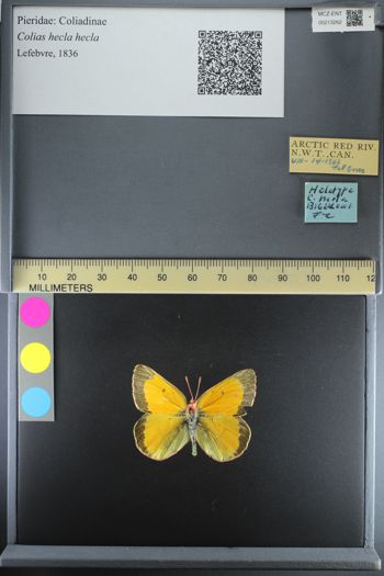 Media type: image;   Entomology 213262